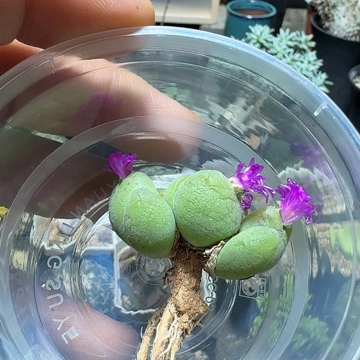 呃***？672毛翠滴脱土发货