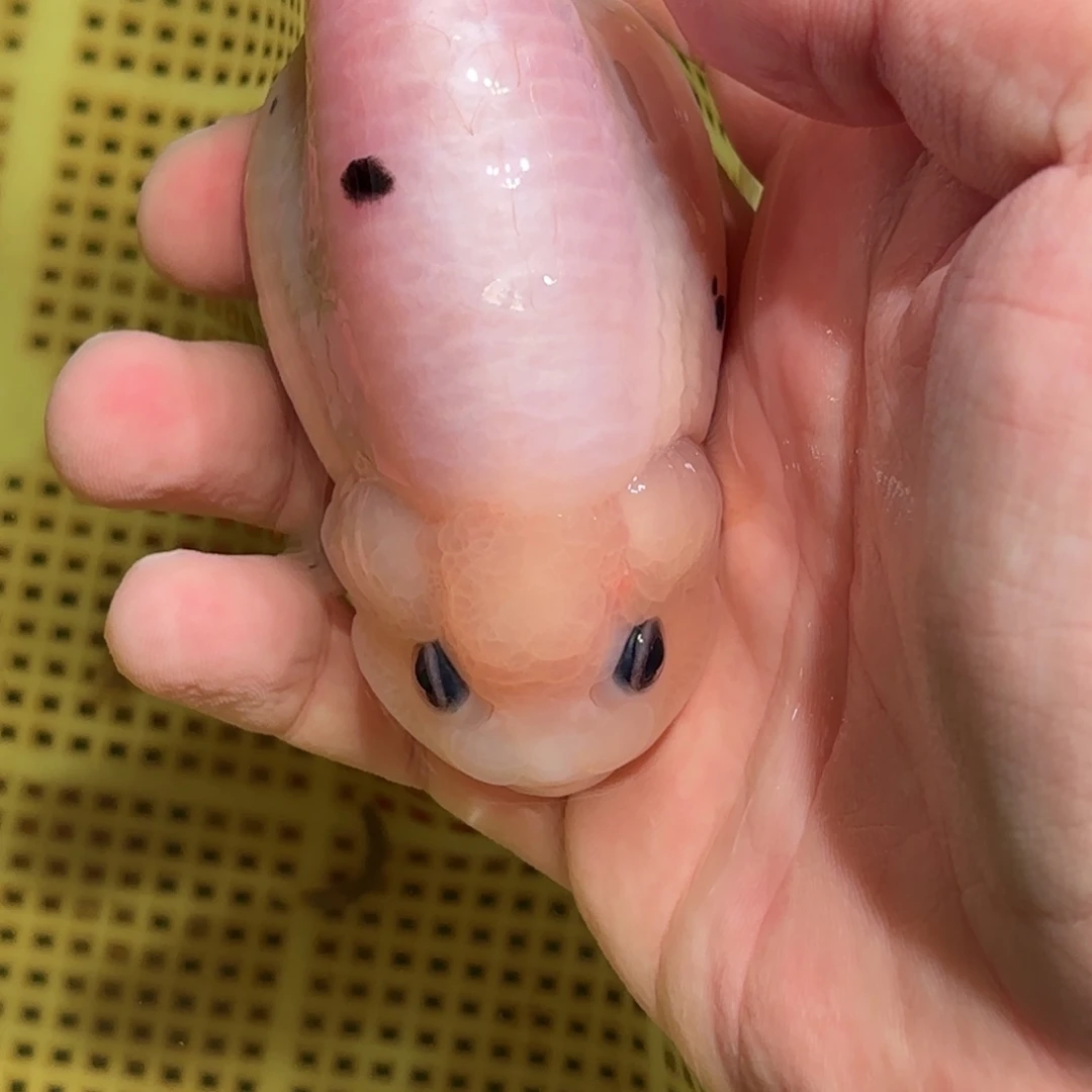 燕***金鱼拍包装包邮，没拍包装运费到付