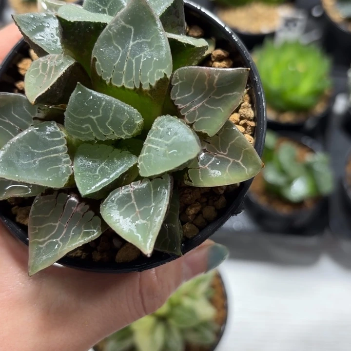火凤凰克多肉植物