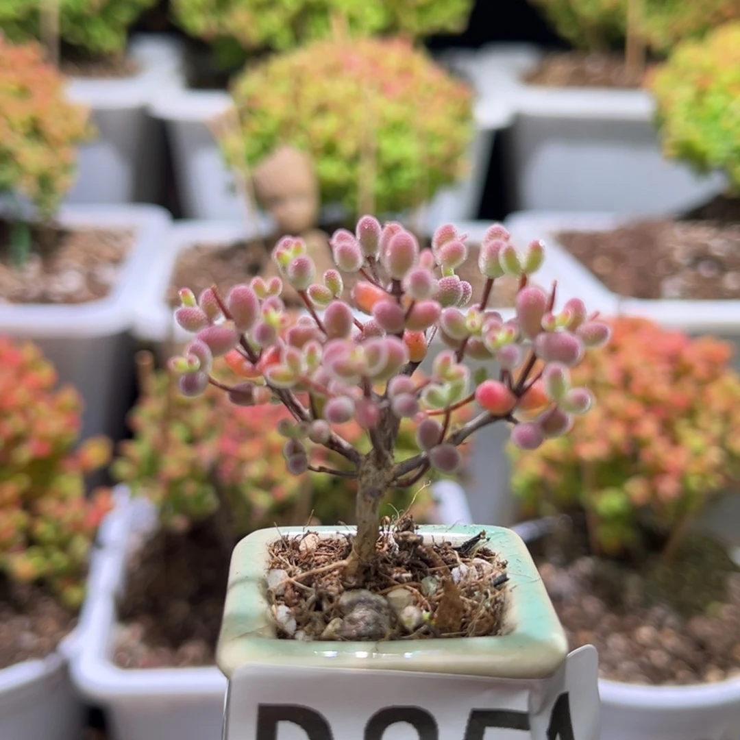 ╰****带盆土D851