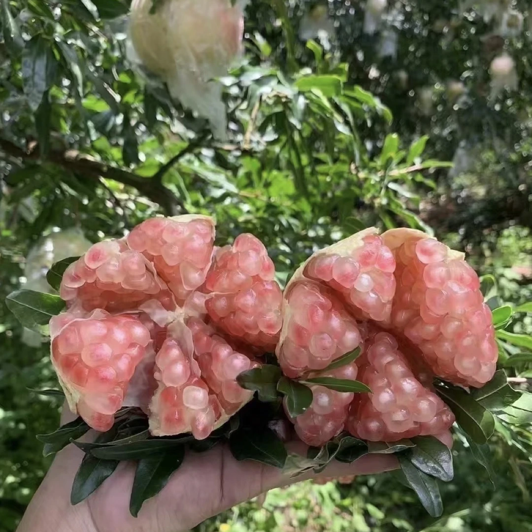 正宗云南蒙自水晶石榴，绿籽石榴，老树石榴现摘现发果园直发新鲜