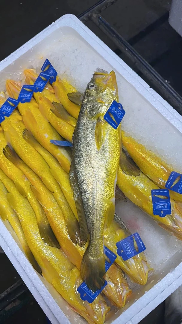 带标黄鱼 半野生冰鲜深海黄花鱼 带标大黄鱼 （按条购买）