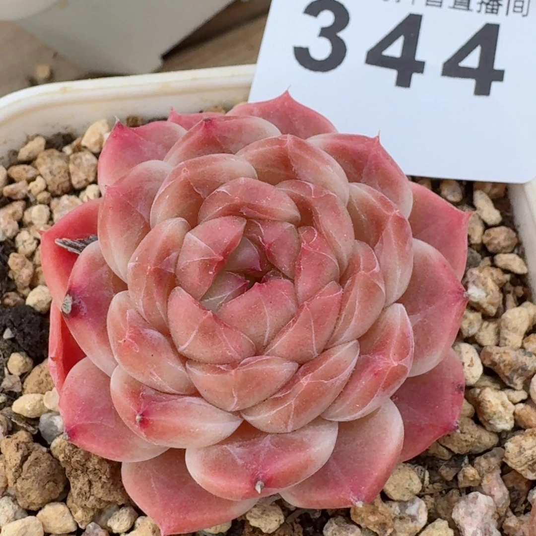 冰魄         多肉植物
