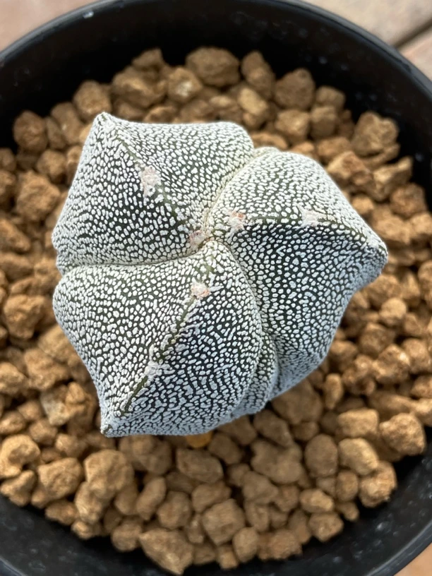 仙人球三角腹棱恩冢星球属实生籽播球体冠径4.2厘米一物一拍实物