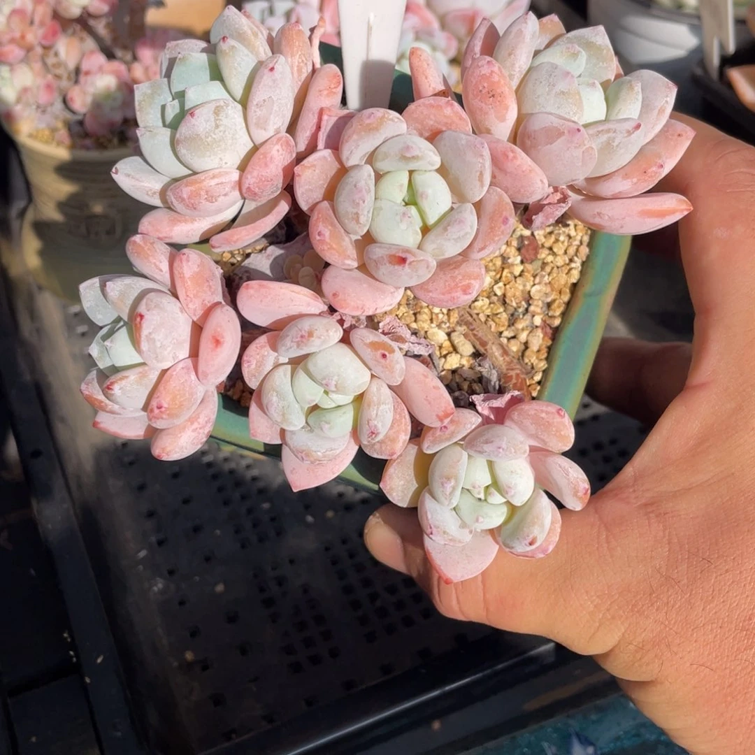 美**美579冷香不带盆12厘米