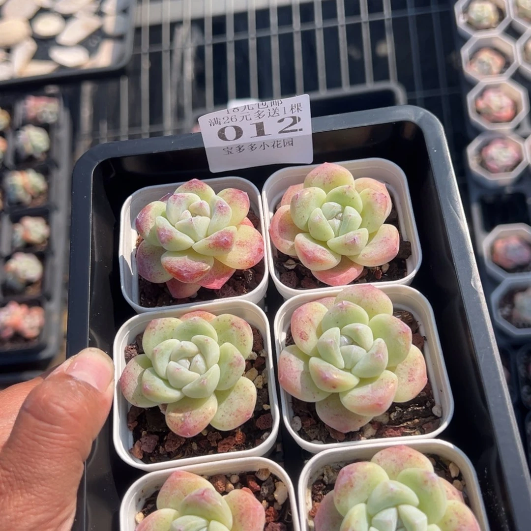 012号量拍多肉满18元包邮下午发货