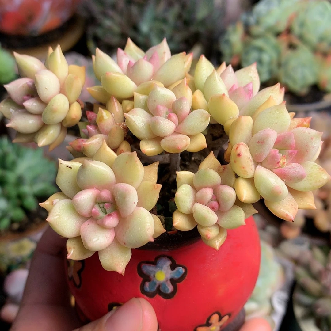 【闪购商品】亦草带盆