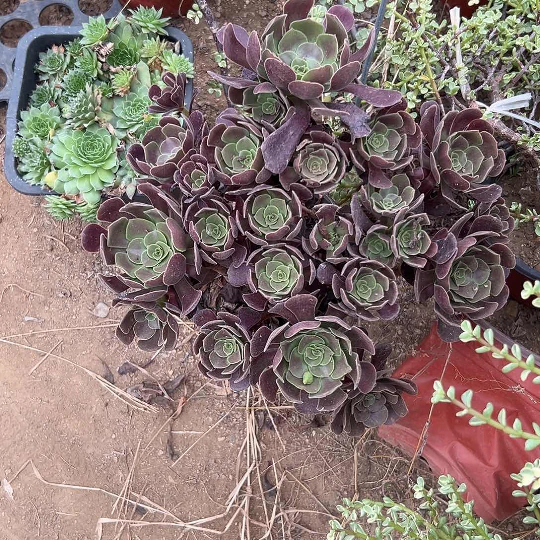 多肉植物多肉植物