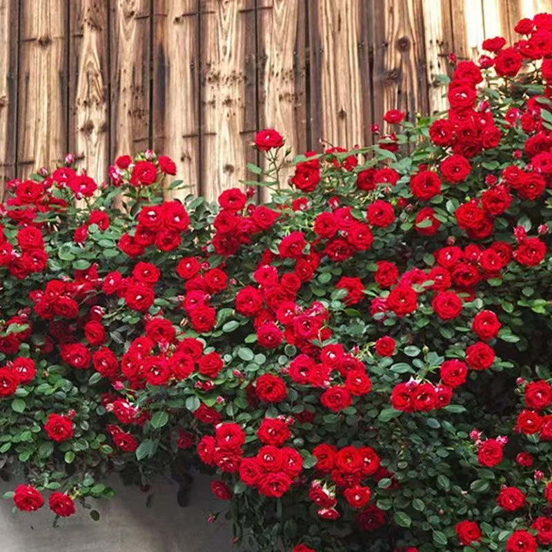 多头小女孩月季阳台庭院爬藤花卉爬墙四季蔷薇花苗大红姑娘混搭