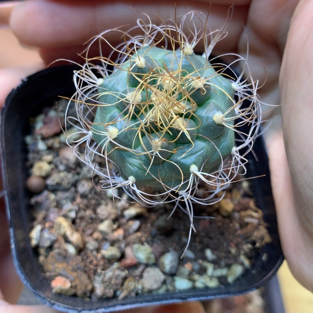 实生 长城丸娇丽整体3公分起带盆土发货