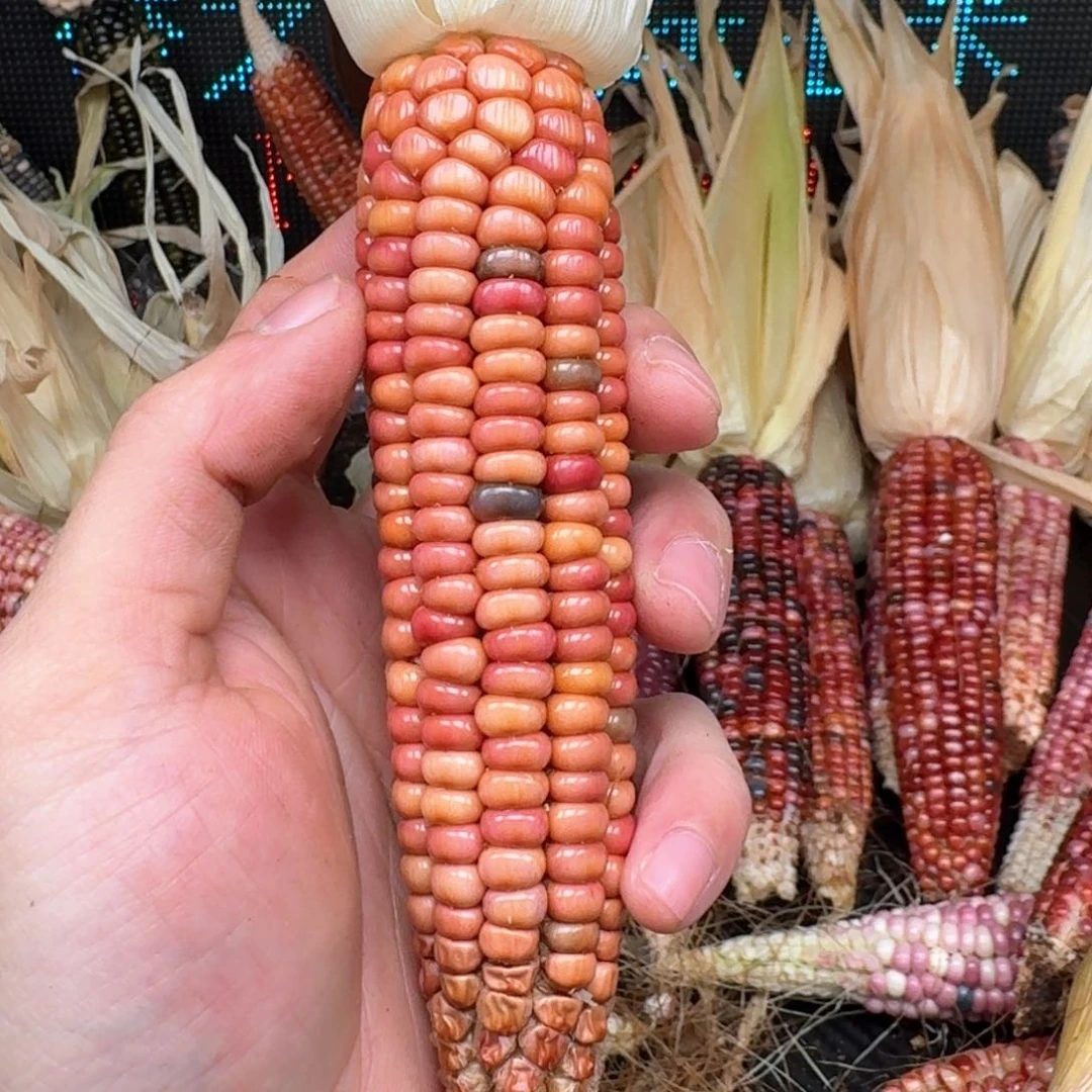 柏香籽/百香籽吊坠?****