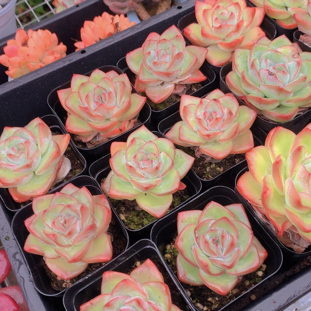 两颗泡芙34（yikikoopoopp