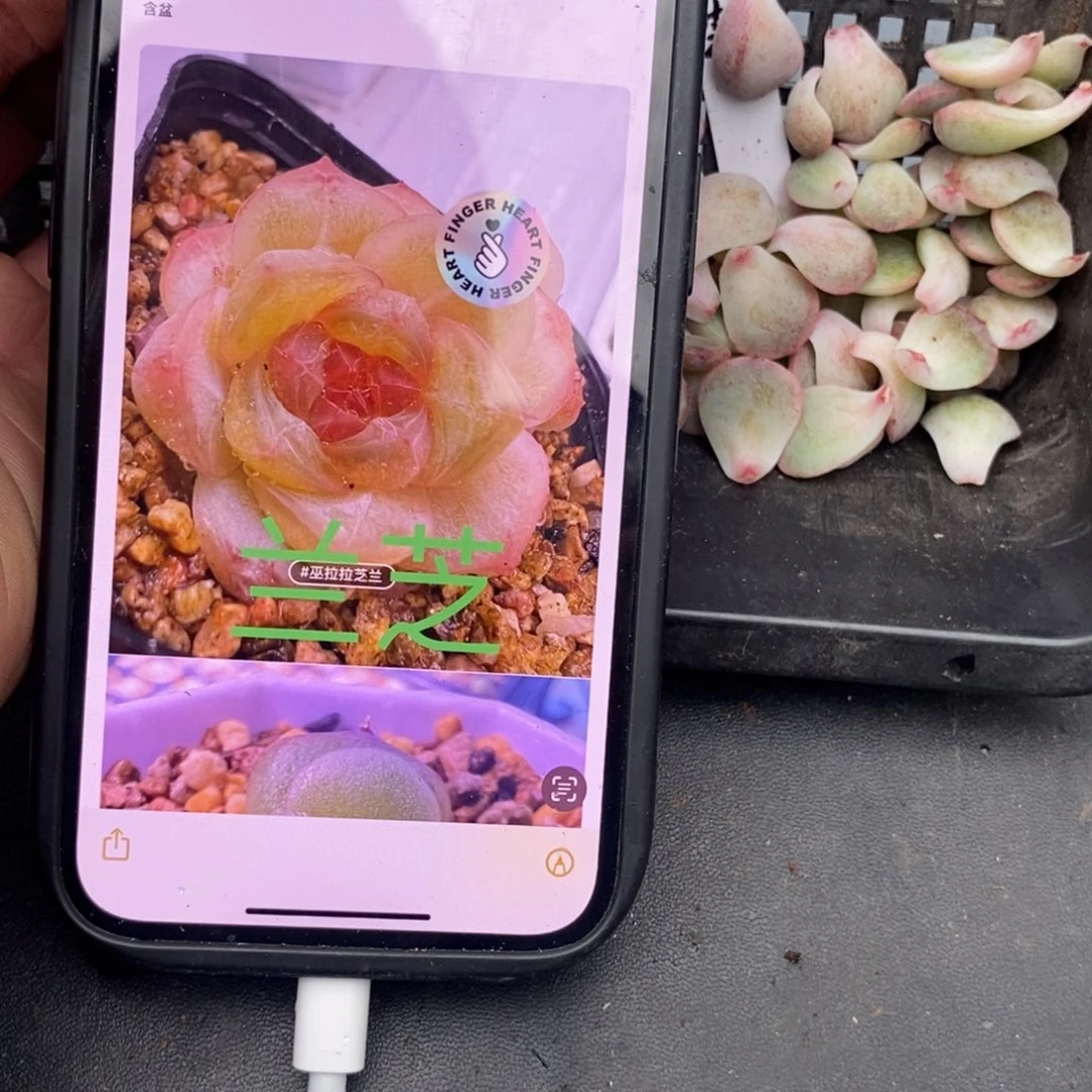 芝兰叶片一个多肉