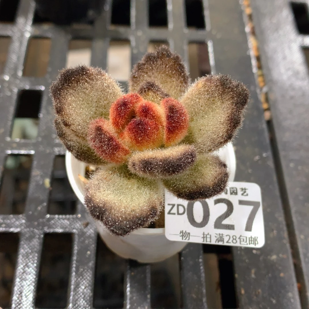 肉萌萌拇指盆精控多肉ZD027