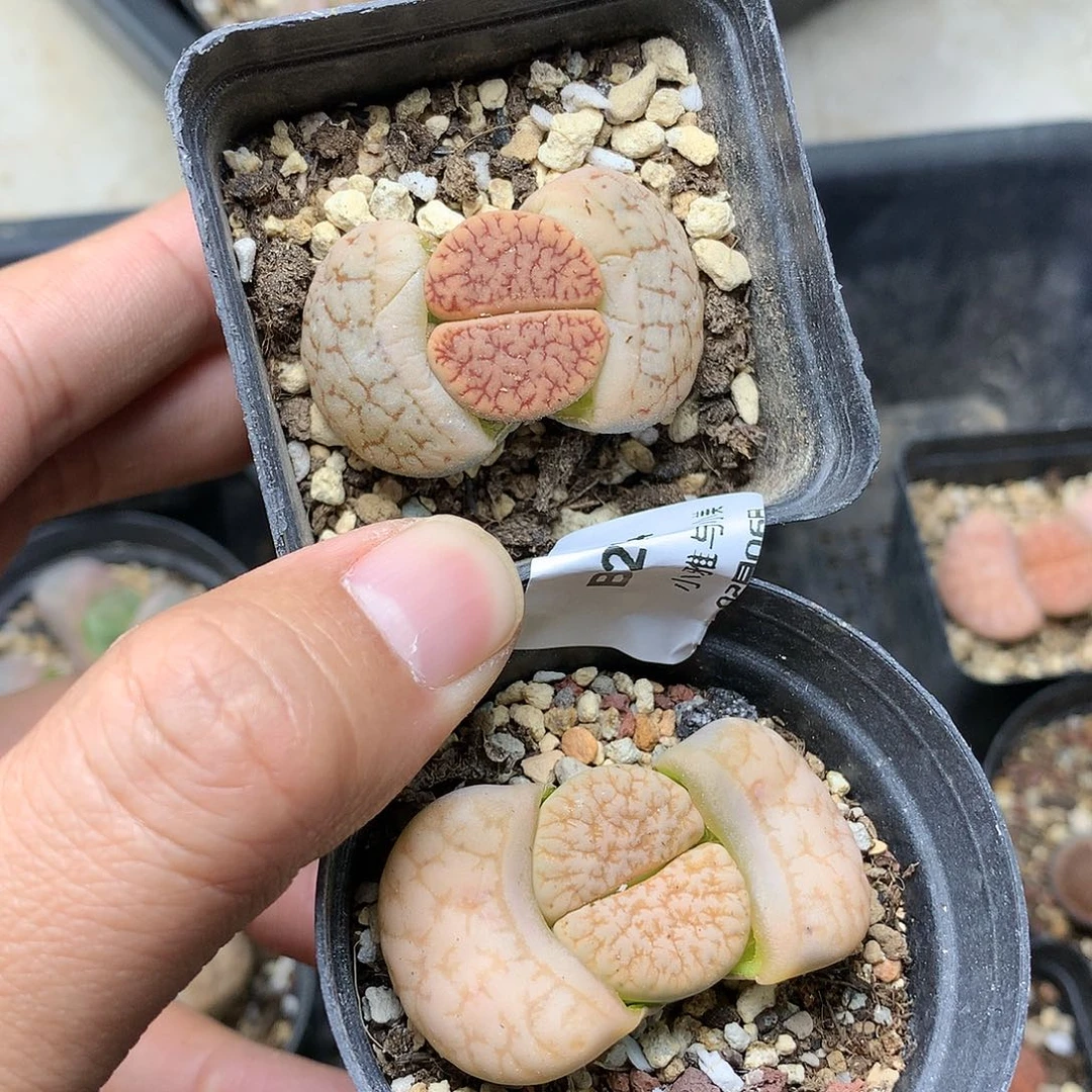 淼*媛B274多肉植物保护