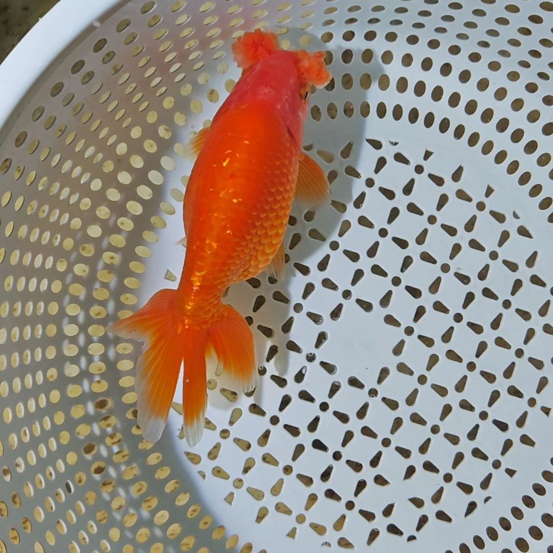 金鱼微瑕疵蛋球金鱼 运费顺丰到付