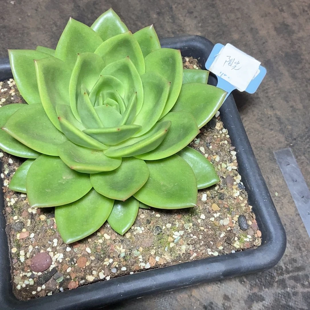 阳*福利20250209 1