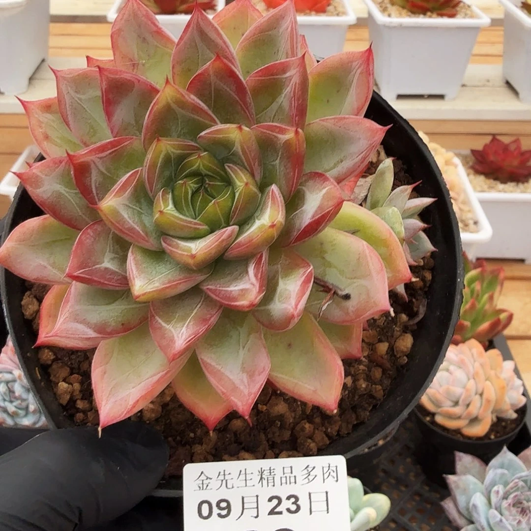 0923-26钻纹单头a