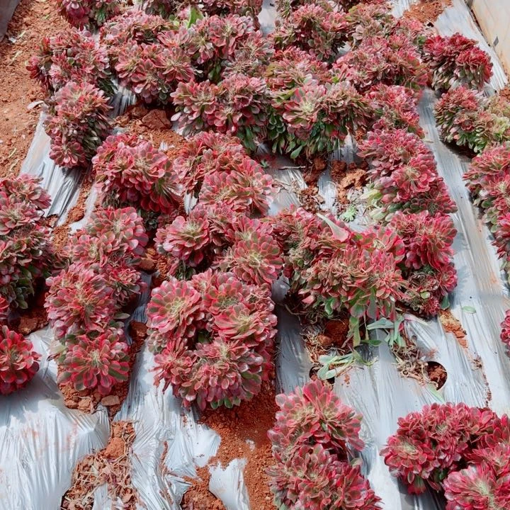 粉女郎缀化啊啊啊啊