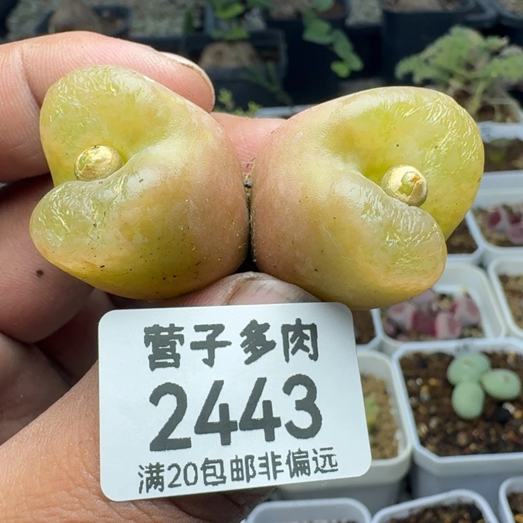 福利