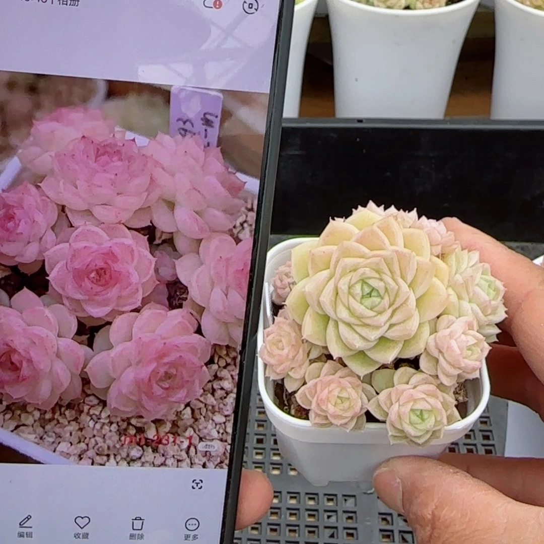 【闪购商品】0307-121（m1-231-1）