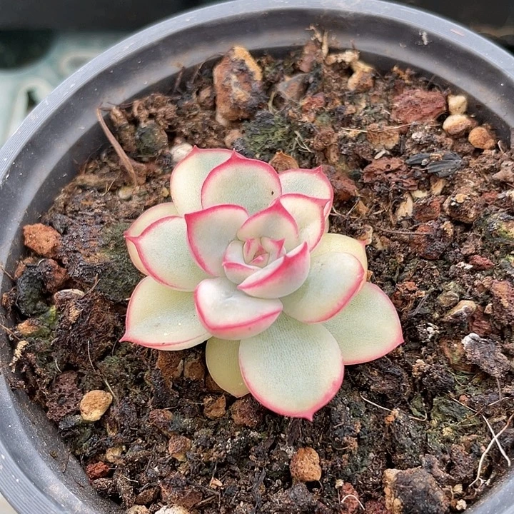三***牛荷花锦。锦龙一物一拍88