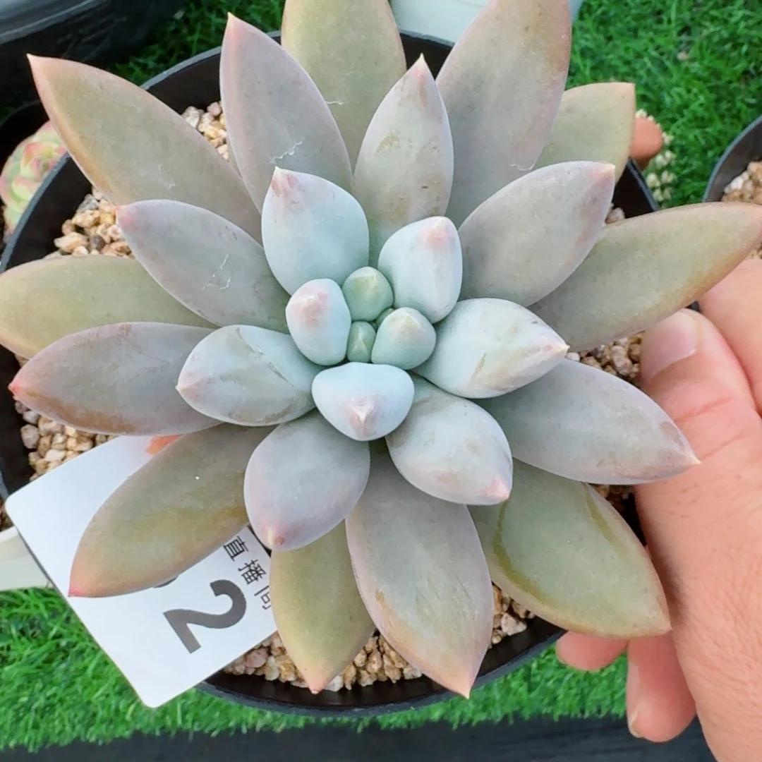 哥特萝莉            精美多肉植物
