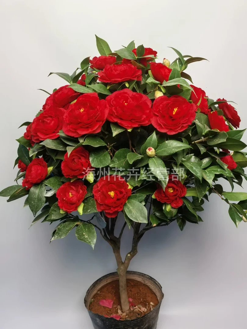 十年老桩红灯笼四季开大茶花老桩高端花卉 庭院摆放