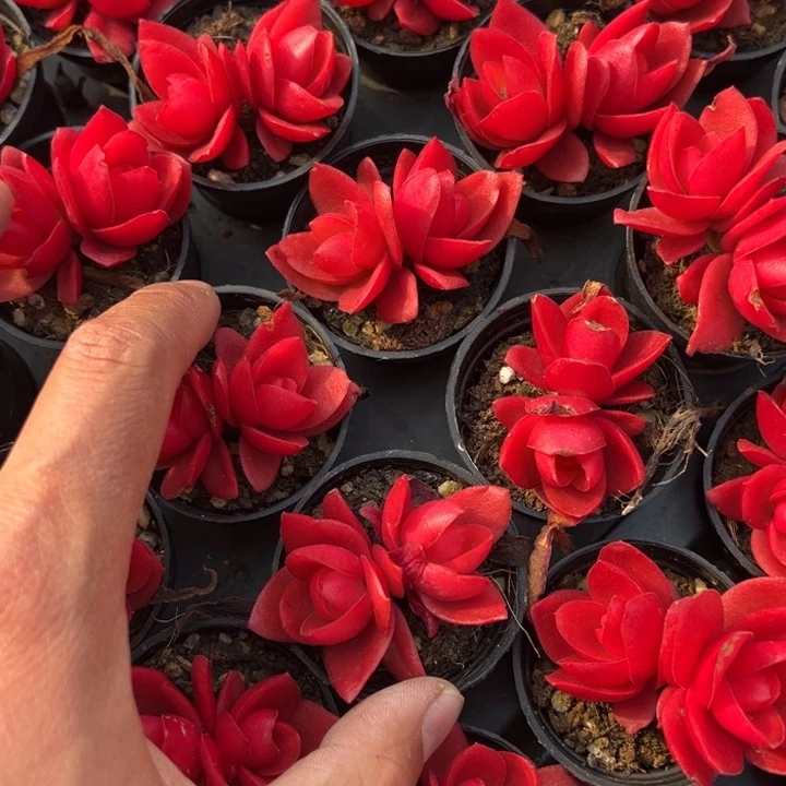 火姬一颗量拍多肉满20包邮下午发