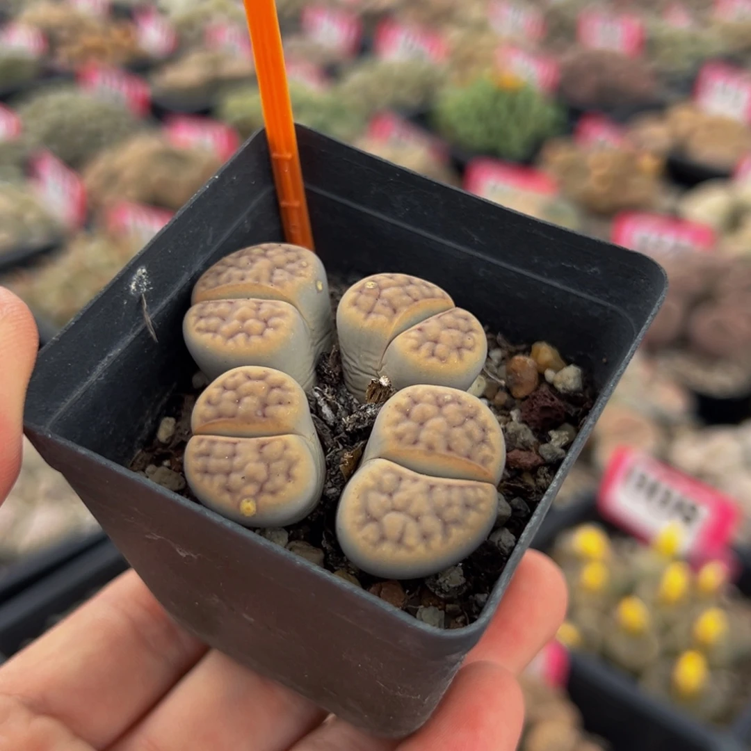 864 一物一拍，默认有伤，介意勿拍，不退不换