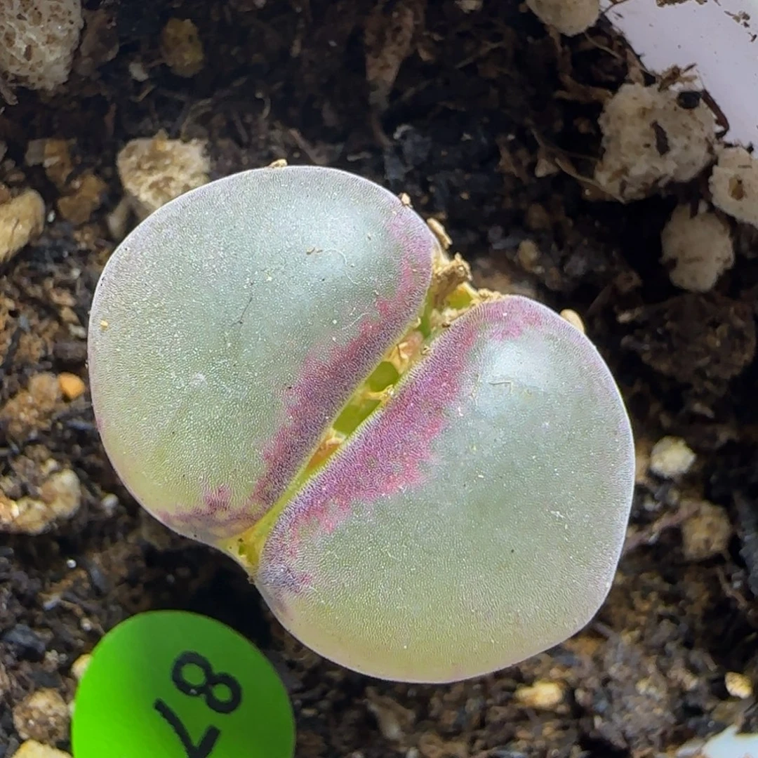 粉红女郎漂亮多肉植物871