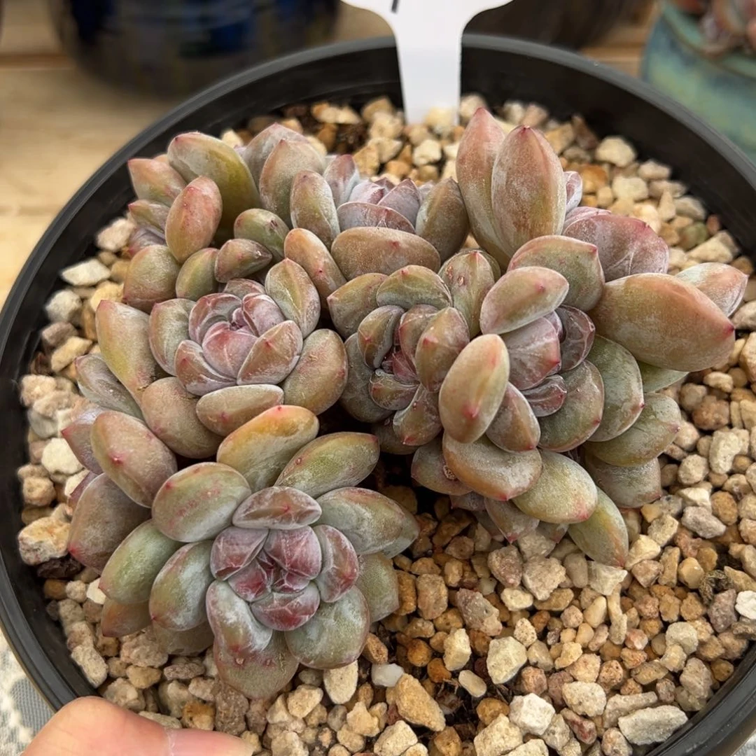 70号小脸紫心12头