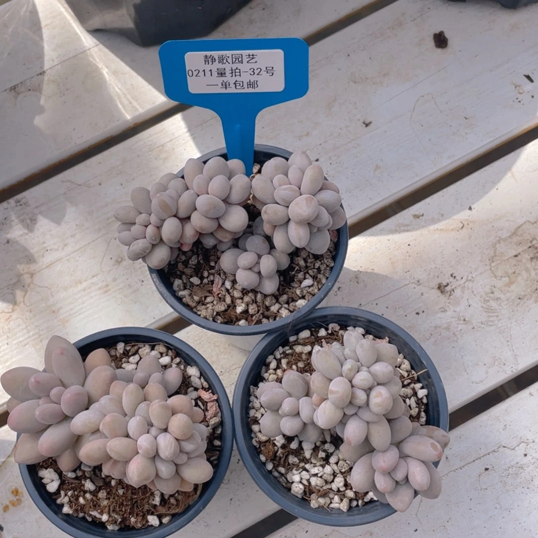 0211-32-汤圆福利缀化一颗