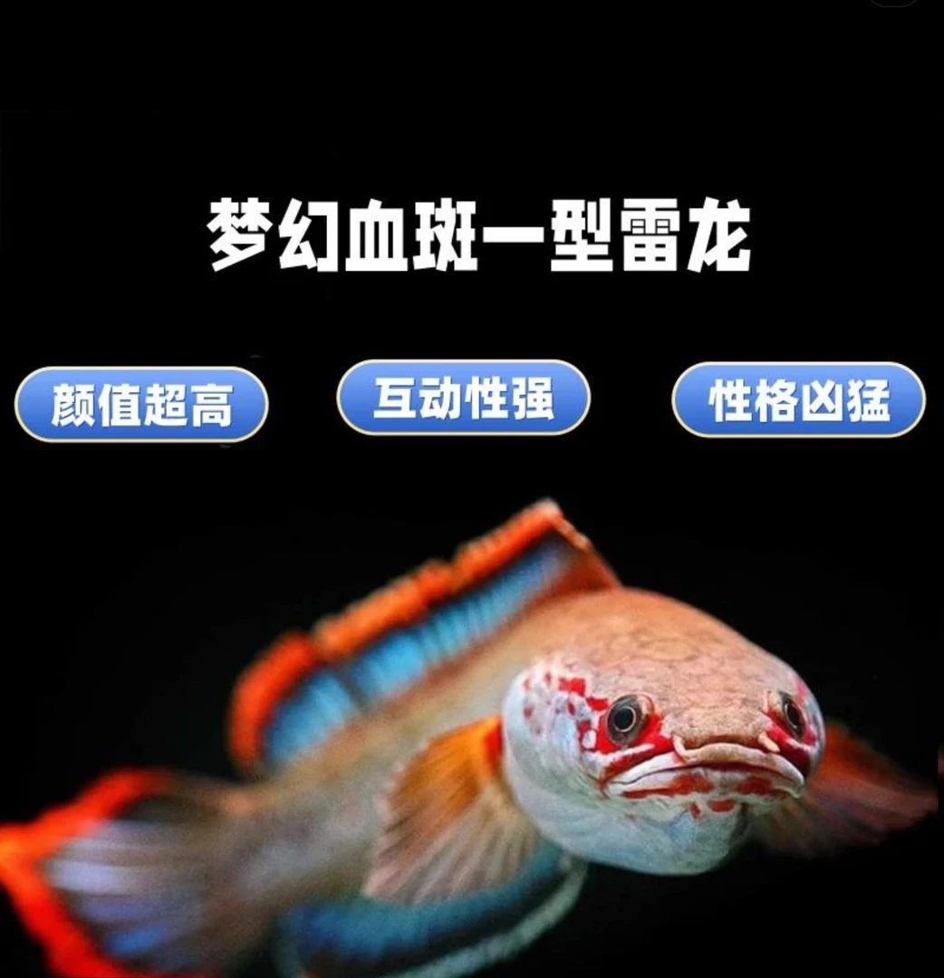血斑一型雷龙/冰火雷龙/小型雷龙/请勿单拍/一鱼一拍雷龙鱼
