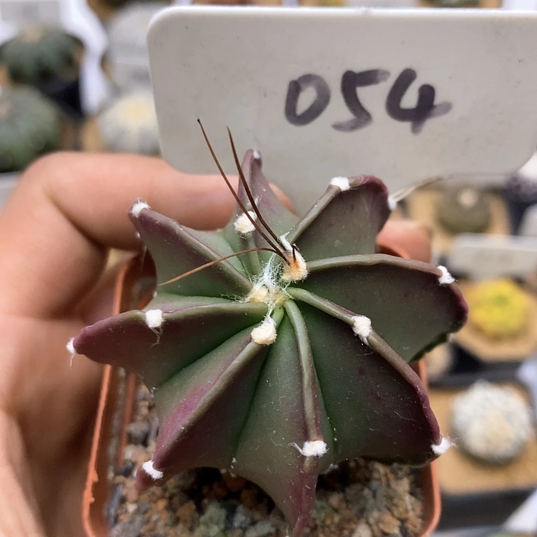 开播特价来了来喽