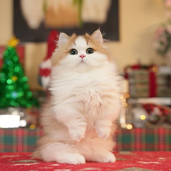 【深蓝喵】猫矮油米努特 金白蓝金白紫金白矮脚猫 活体猫猫