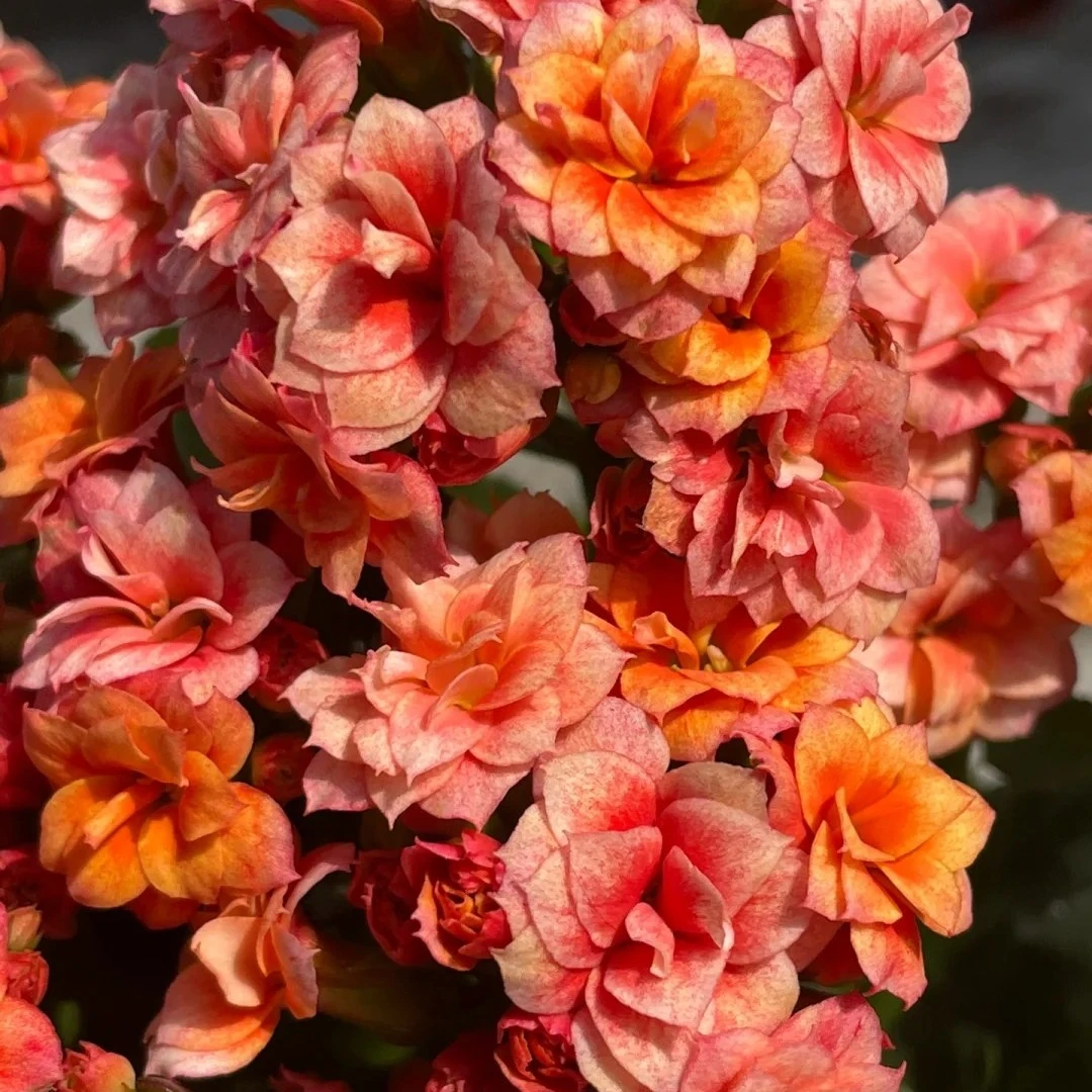 （烟花110盆）基地直发一代长寿  稀有大花品种  室内懒人花