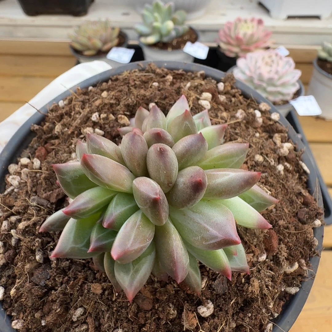 迷雾泡泡莎111213-51