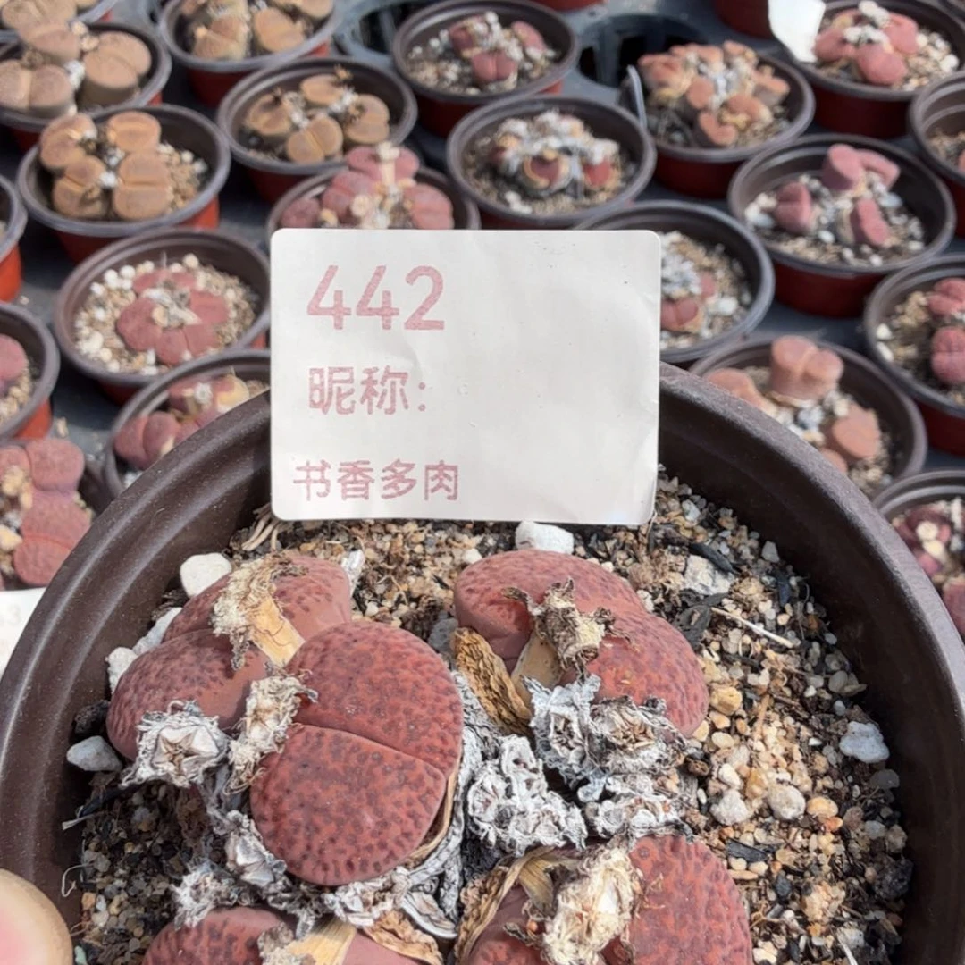 雅***尼多肉植物多肉植物