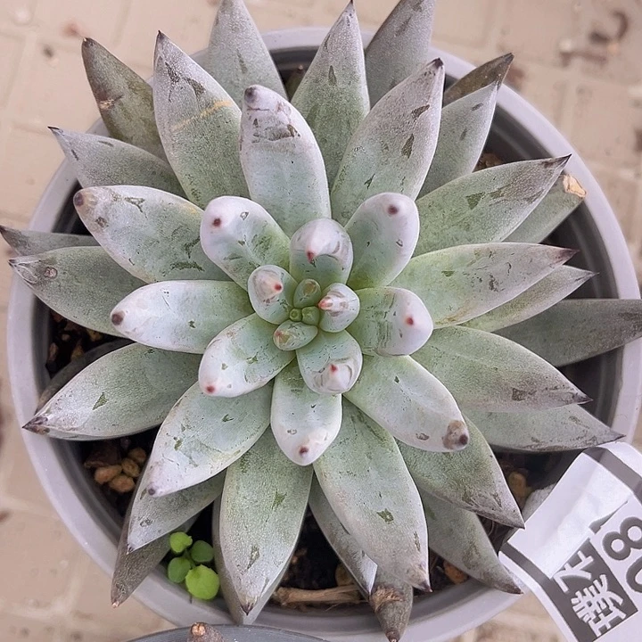 魔爪1087多肉植物