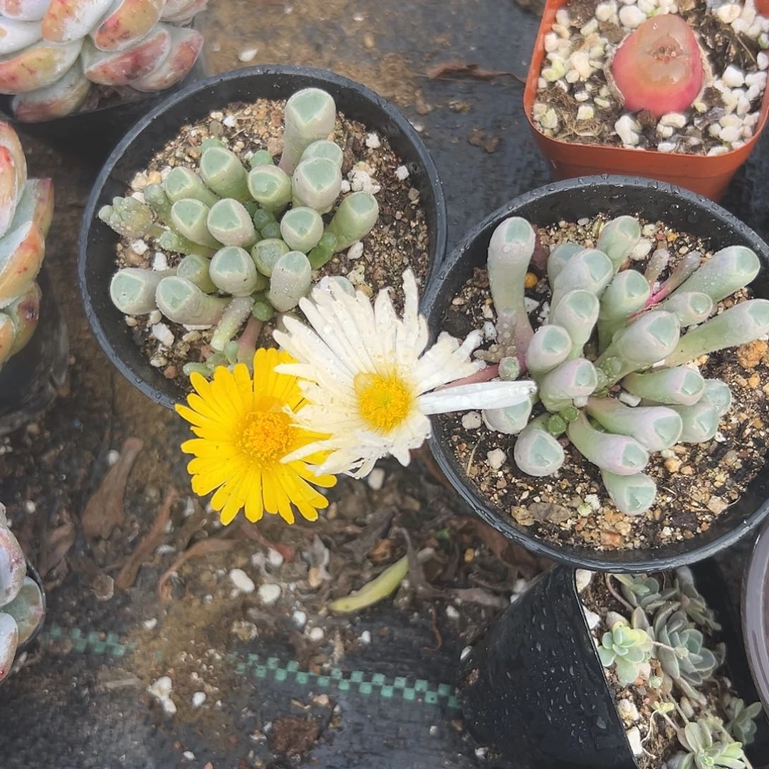 多肉植物两颗五十灵玉