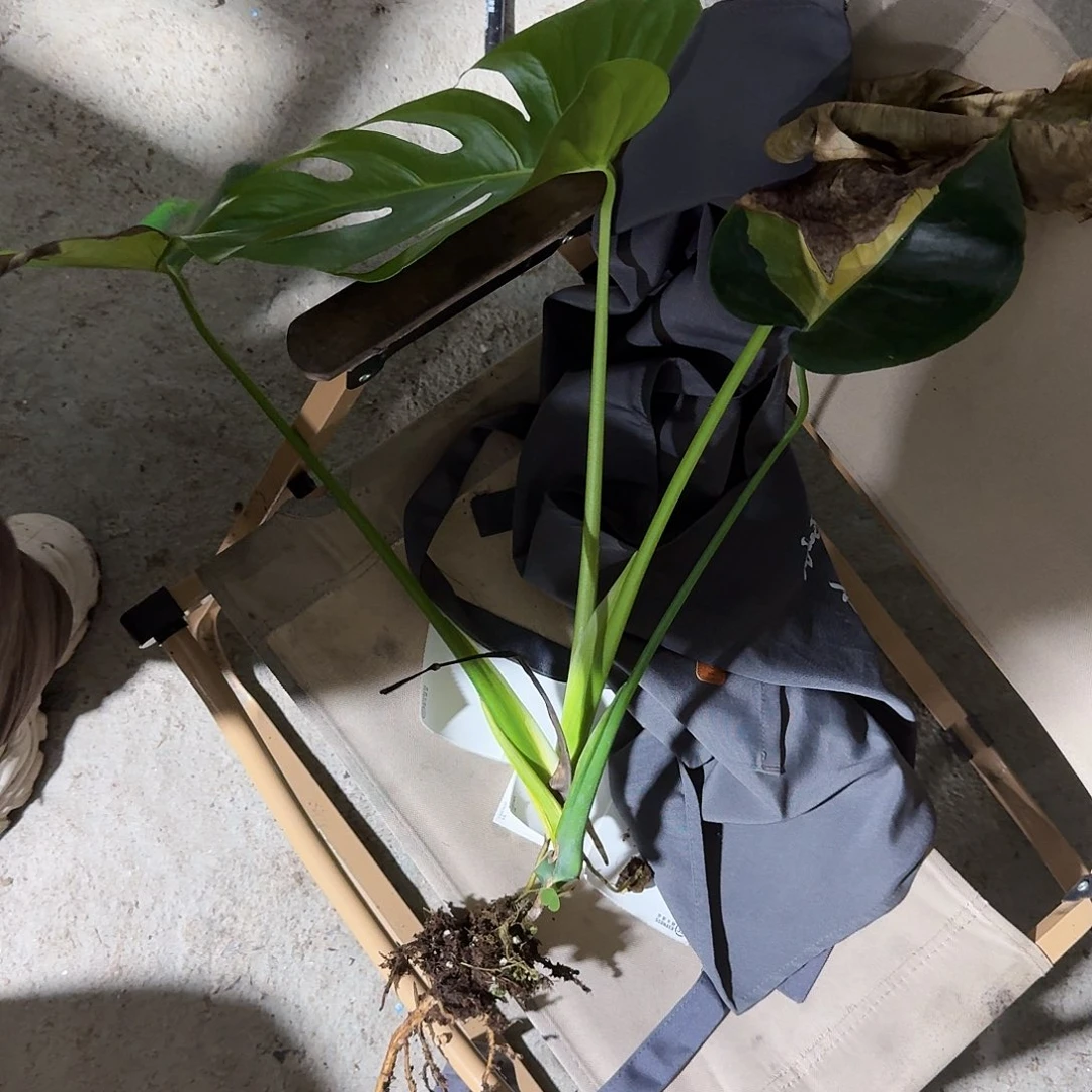 d***n无花朵龟背竹植物一物一拍