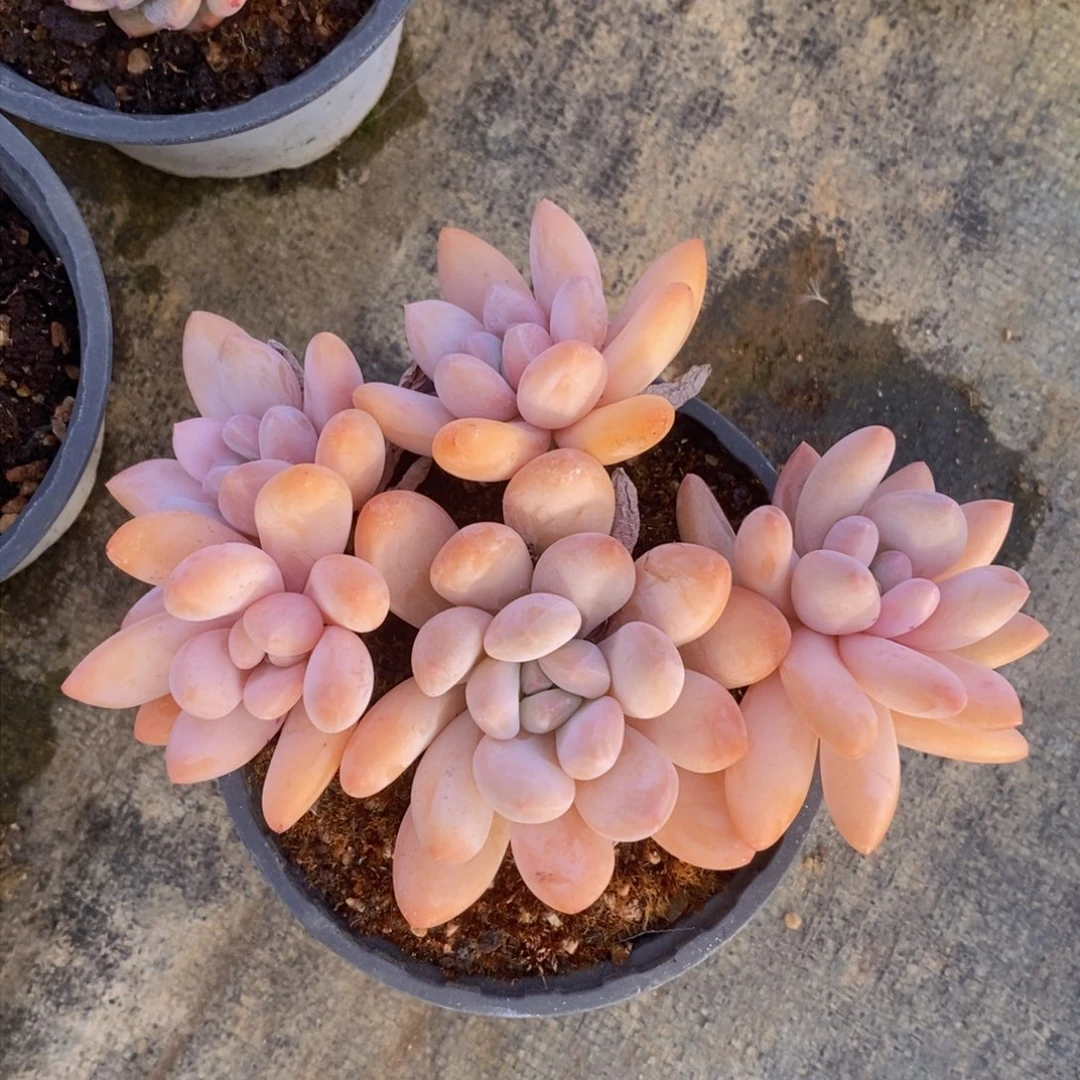 可问主播品种，下滑链接更多品种选择多肉