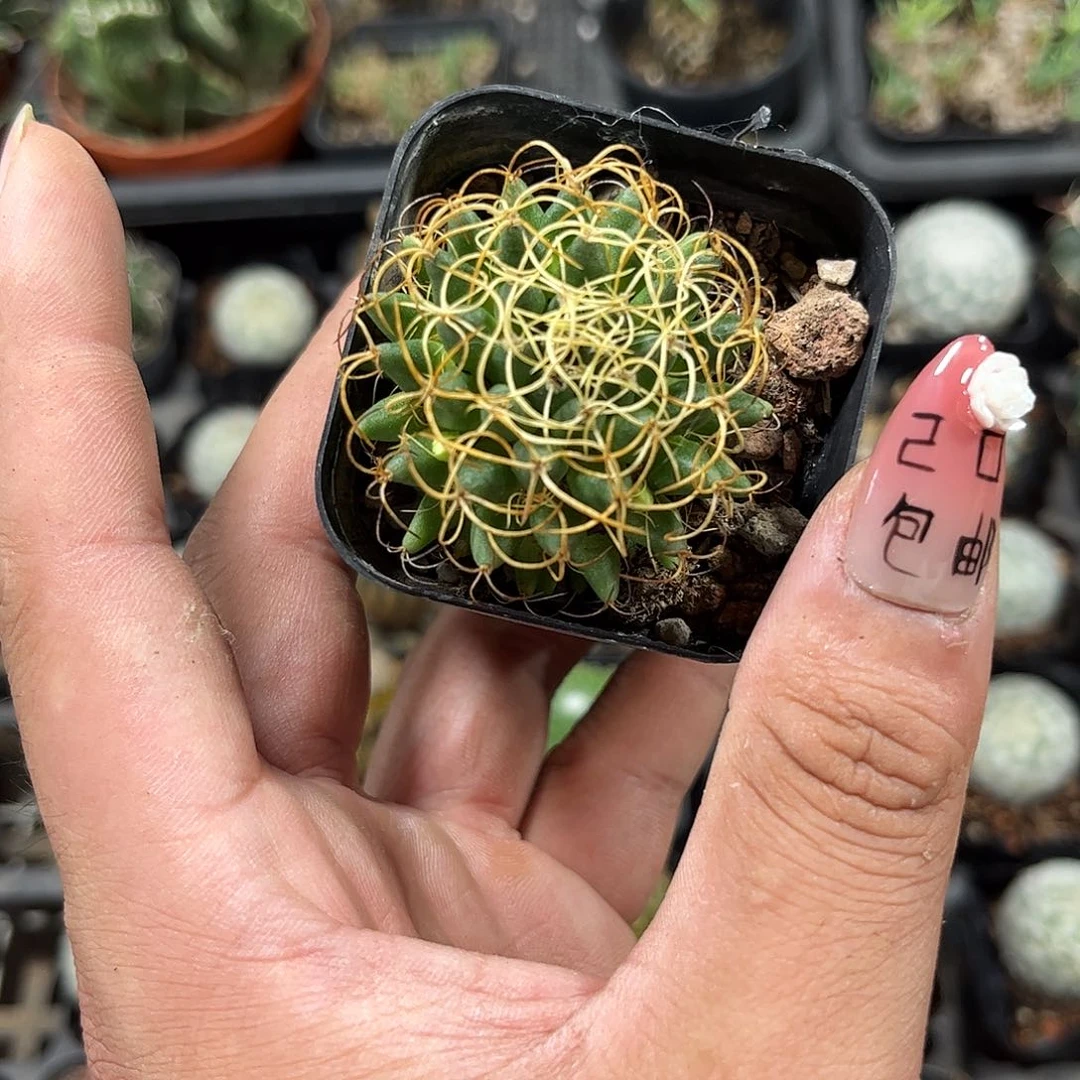 卷刺青丝单头发货有根