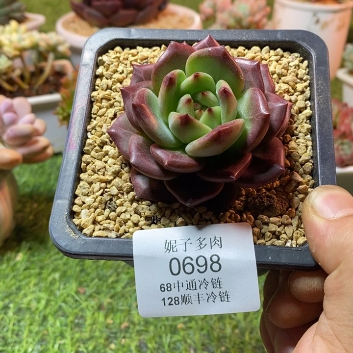 0698啊啊啊啊啊啊啊啊啊