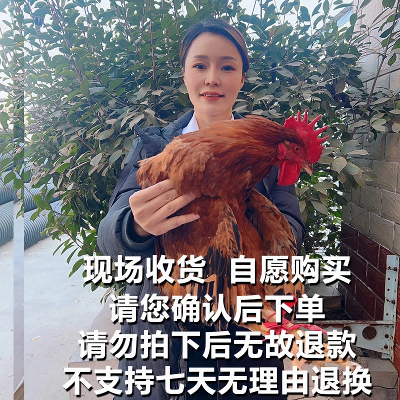 助农现场】农家全粮散养公鸡 人工现杀 顺丰包邮ZQ 包冰率不含冰