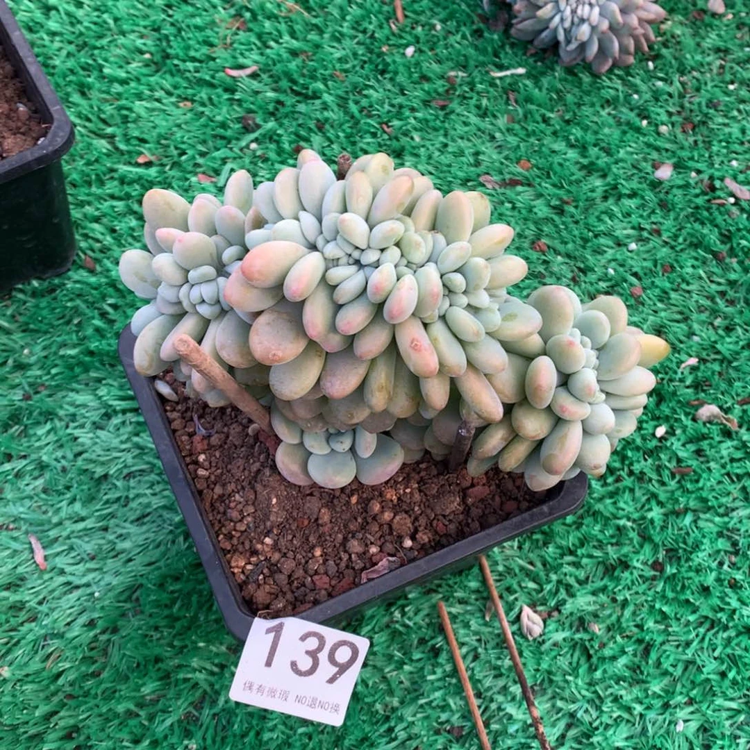 139洛神缀多肉植物