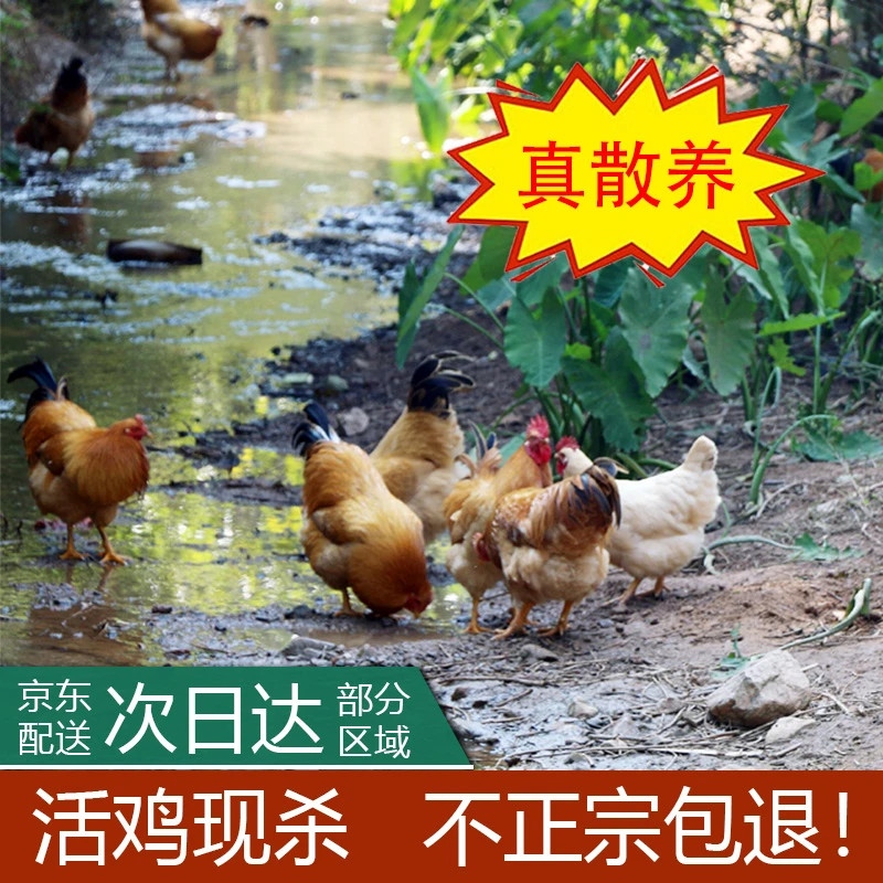 公鸡老母鸡土鸡农家散养走地阉鸡正宗广东白切鸡生鲜整鸡新鲜现杀