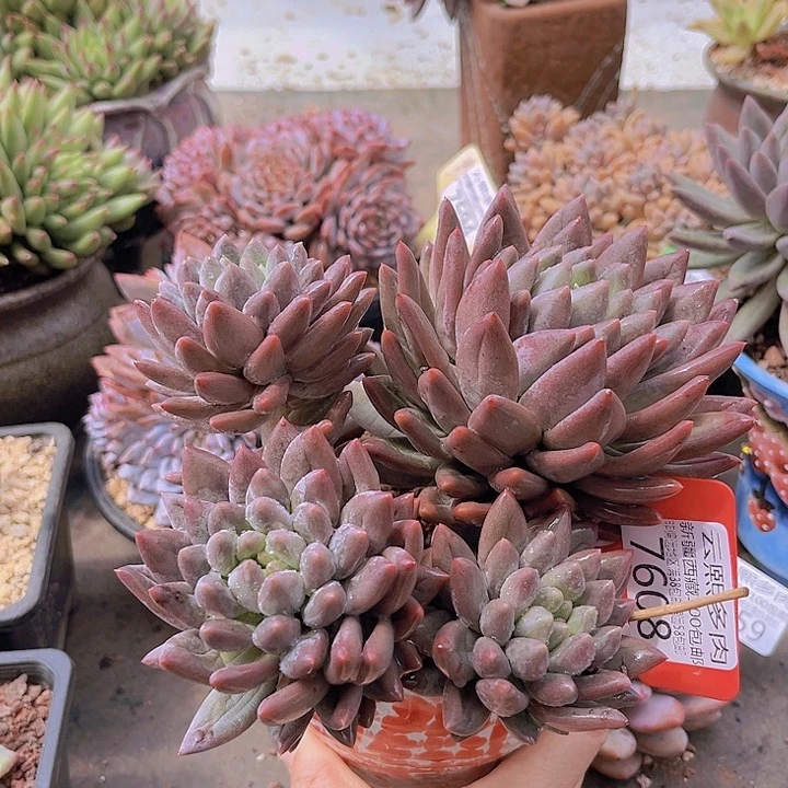 7608红蜻蜓。