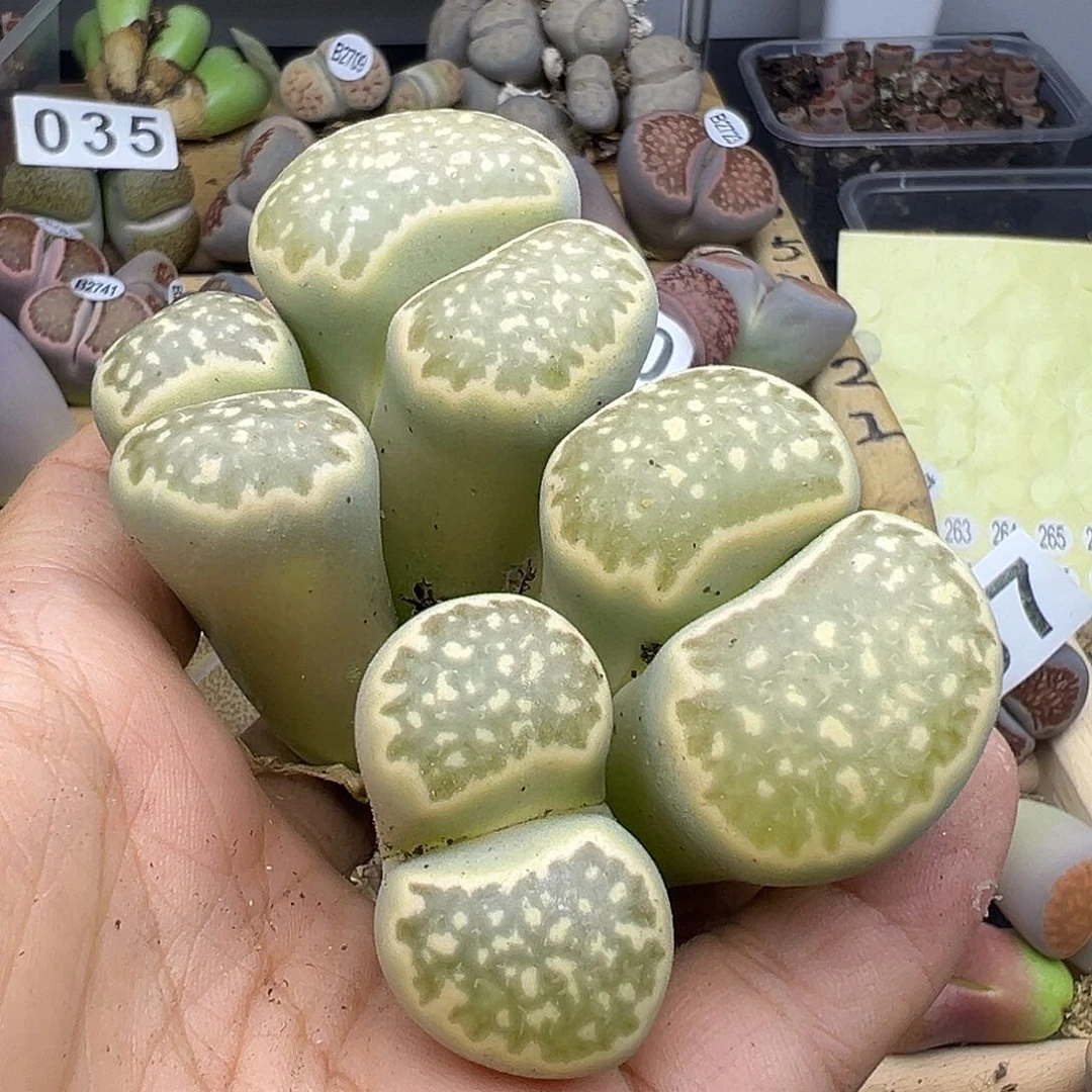 68下播福利炸11111111111